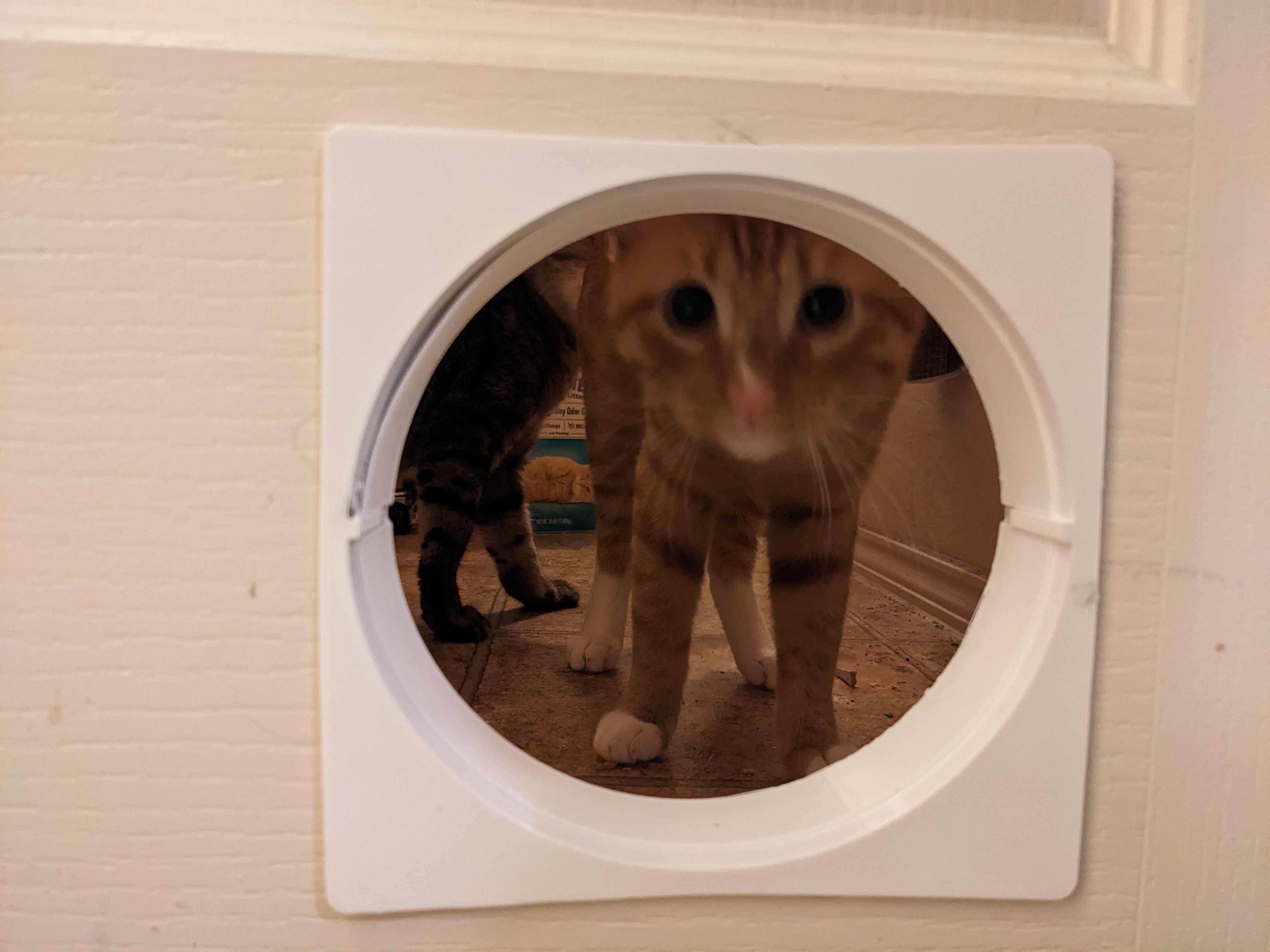 Simple Cat Door - photo 2