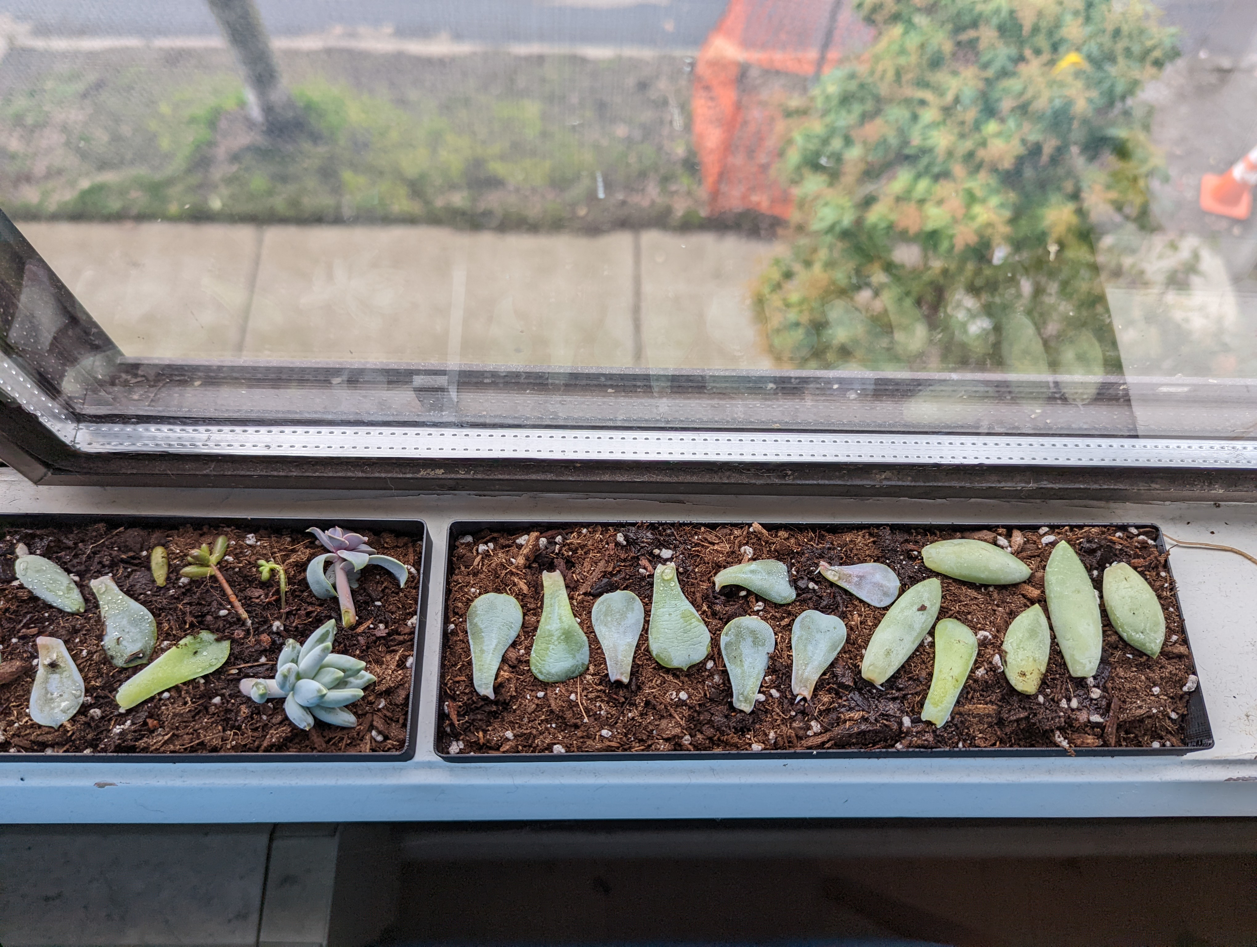 Windowsill Succulent Propagation Tray - Vase Mode - photo 4