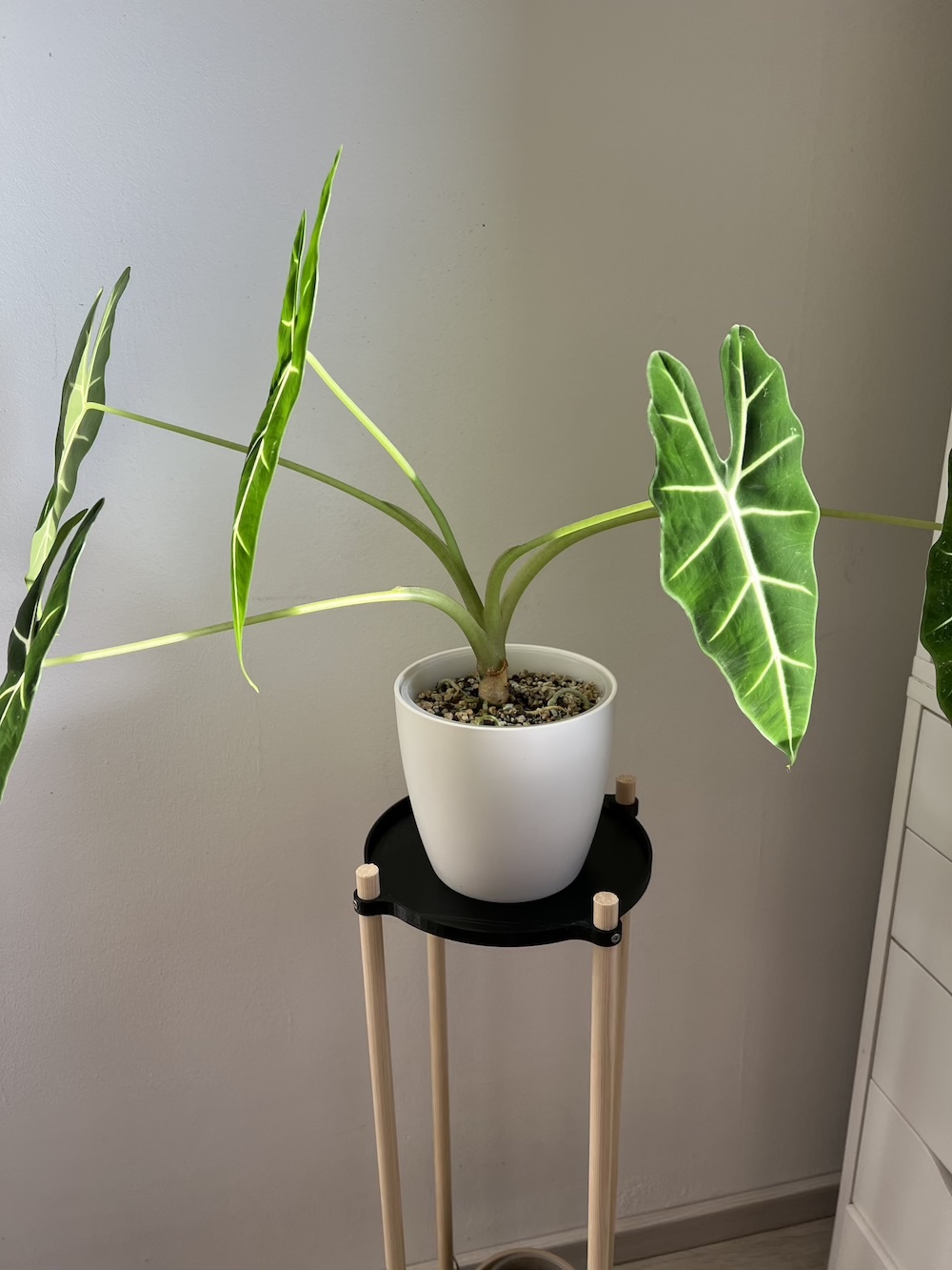 Plant shelf - photo 2