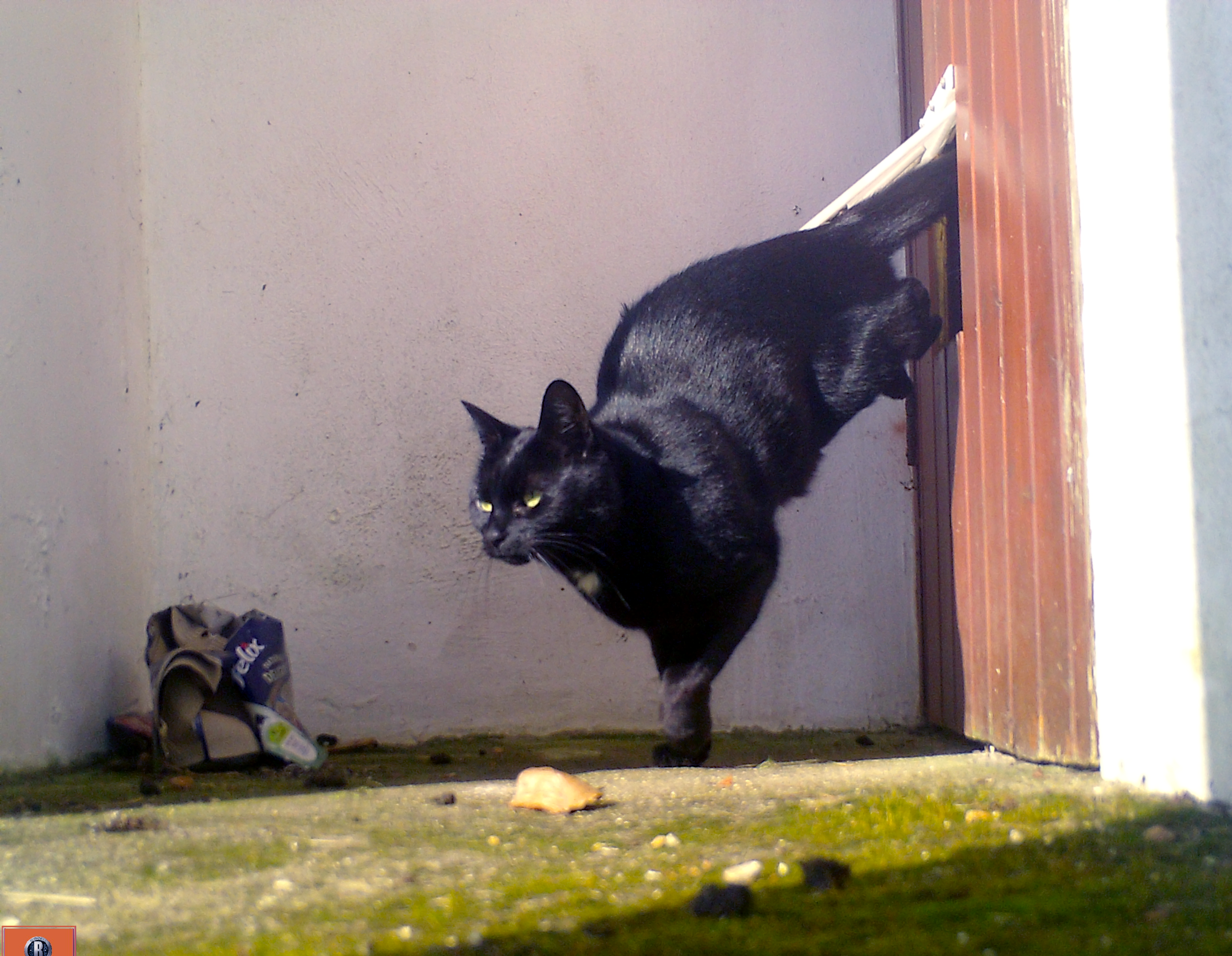 Cat Flap for Gate or Wooden Door - photo 2