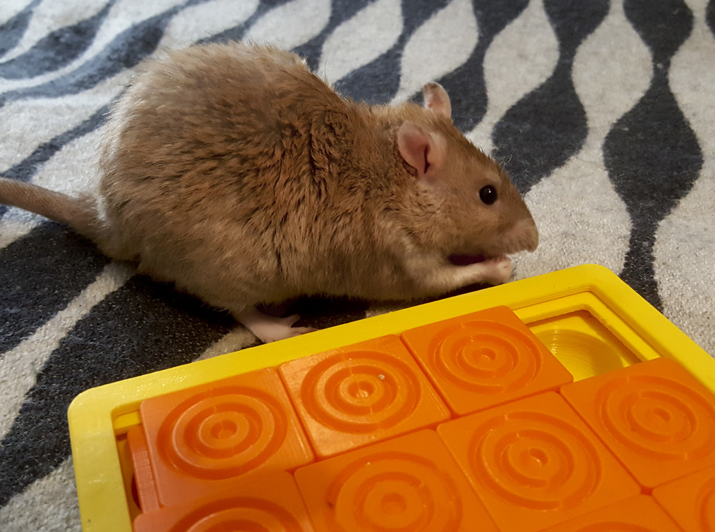 (Pet Enrichment Toy)  Sliding Tiles Puzzle