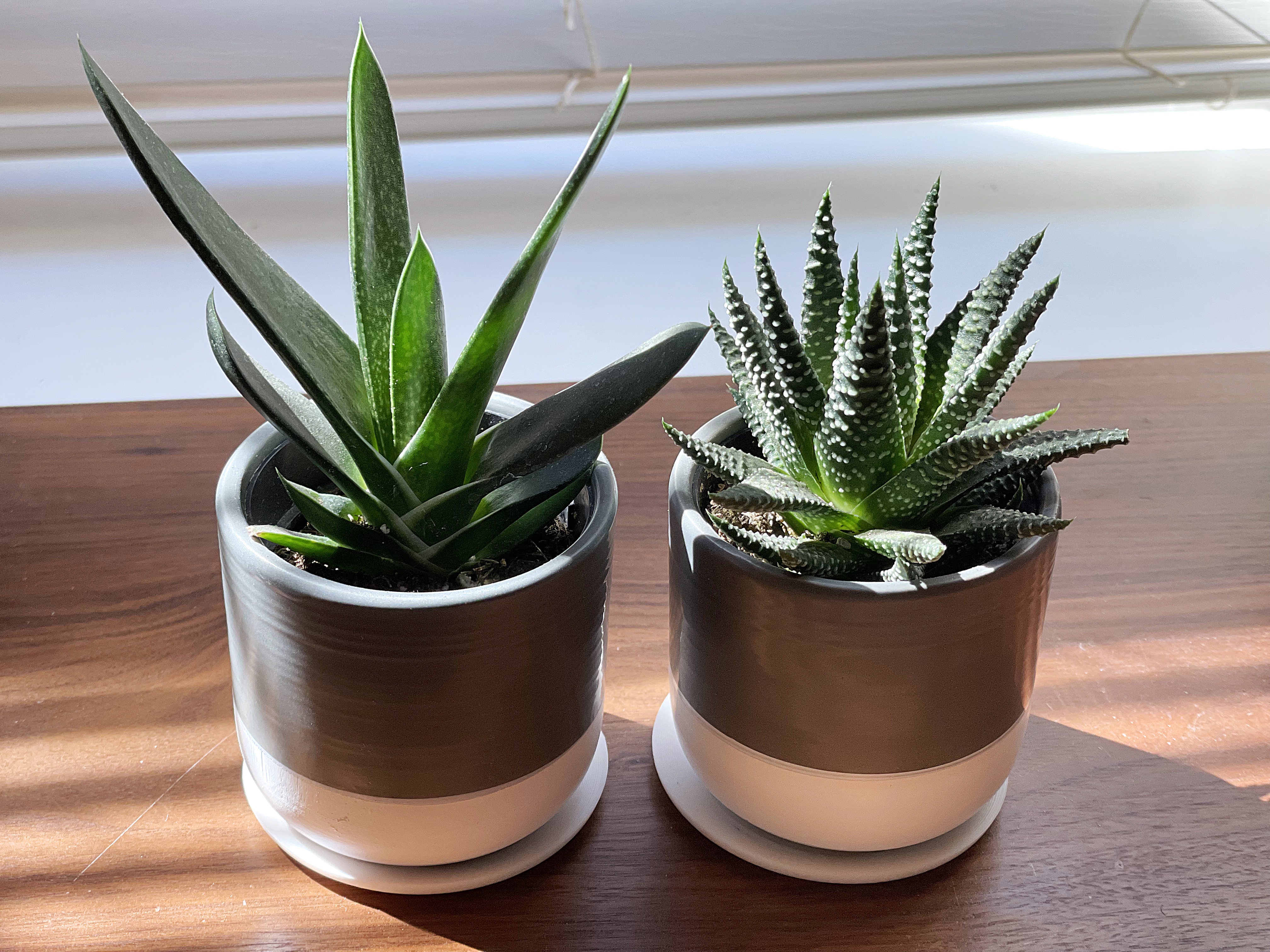 Minimal Succulent Tray - photo 3