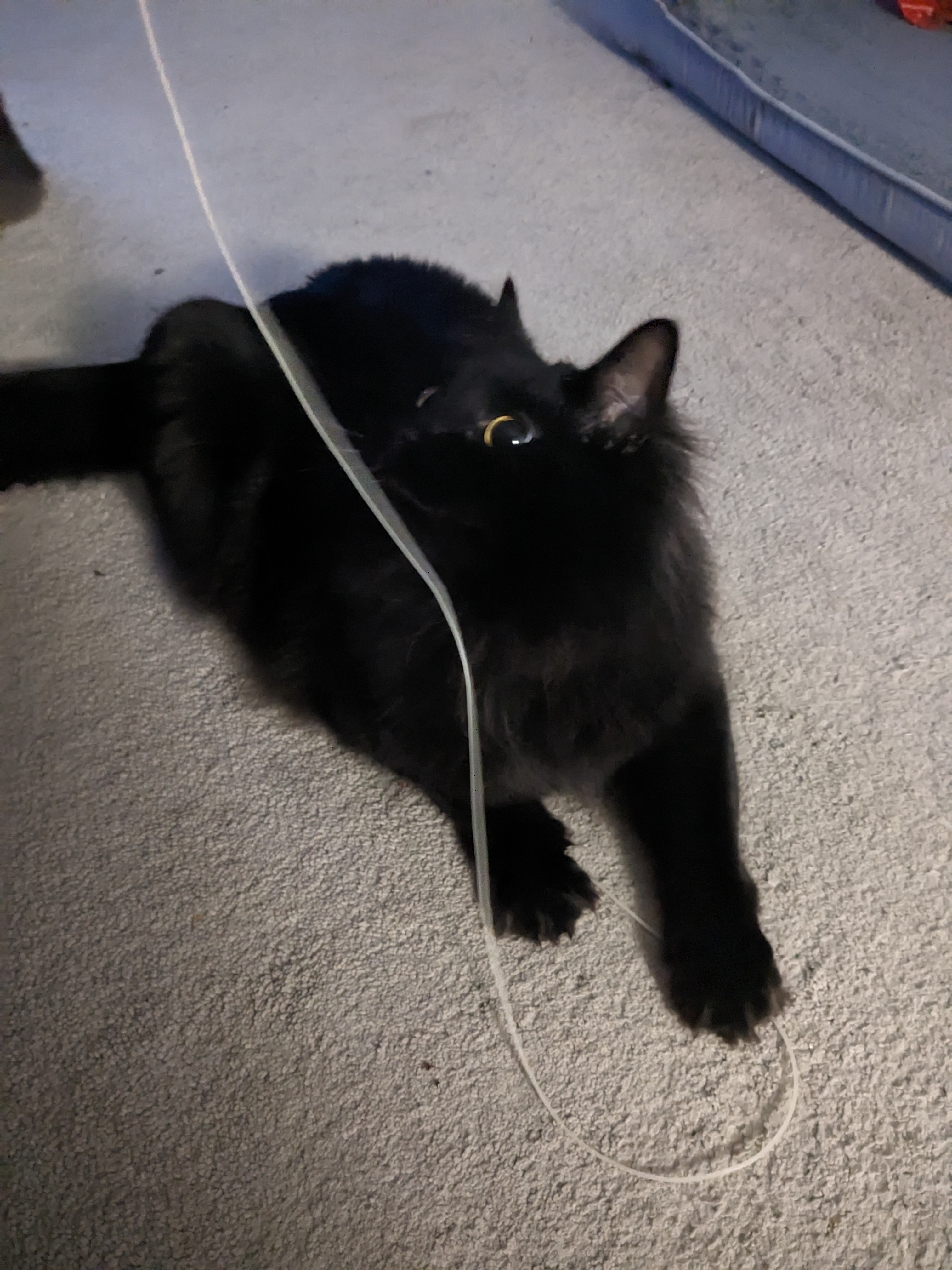 Best cat toy, most fun, zero print time - photo 2