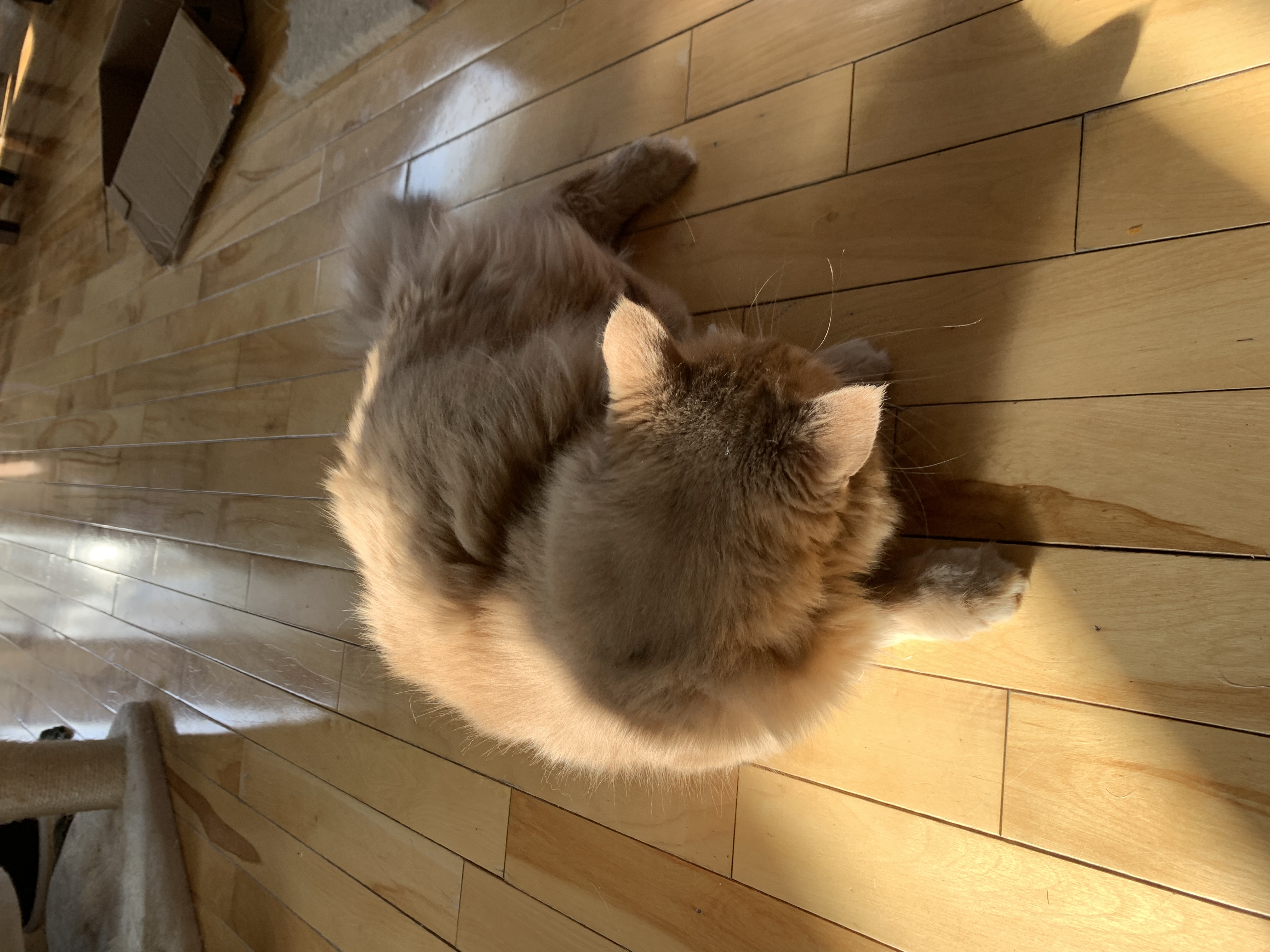 Cat Toy Chain ( Print in place) - photo 3
