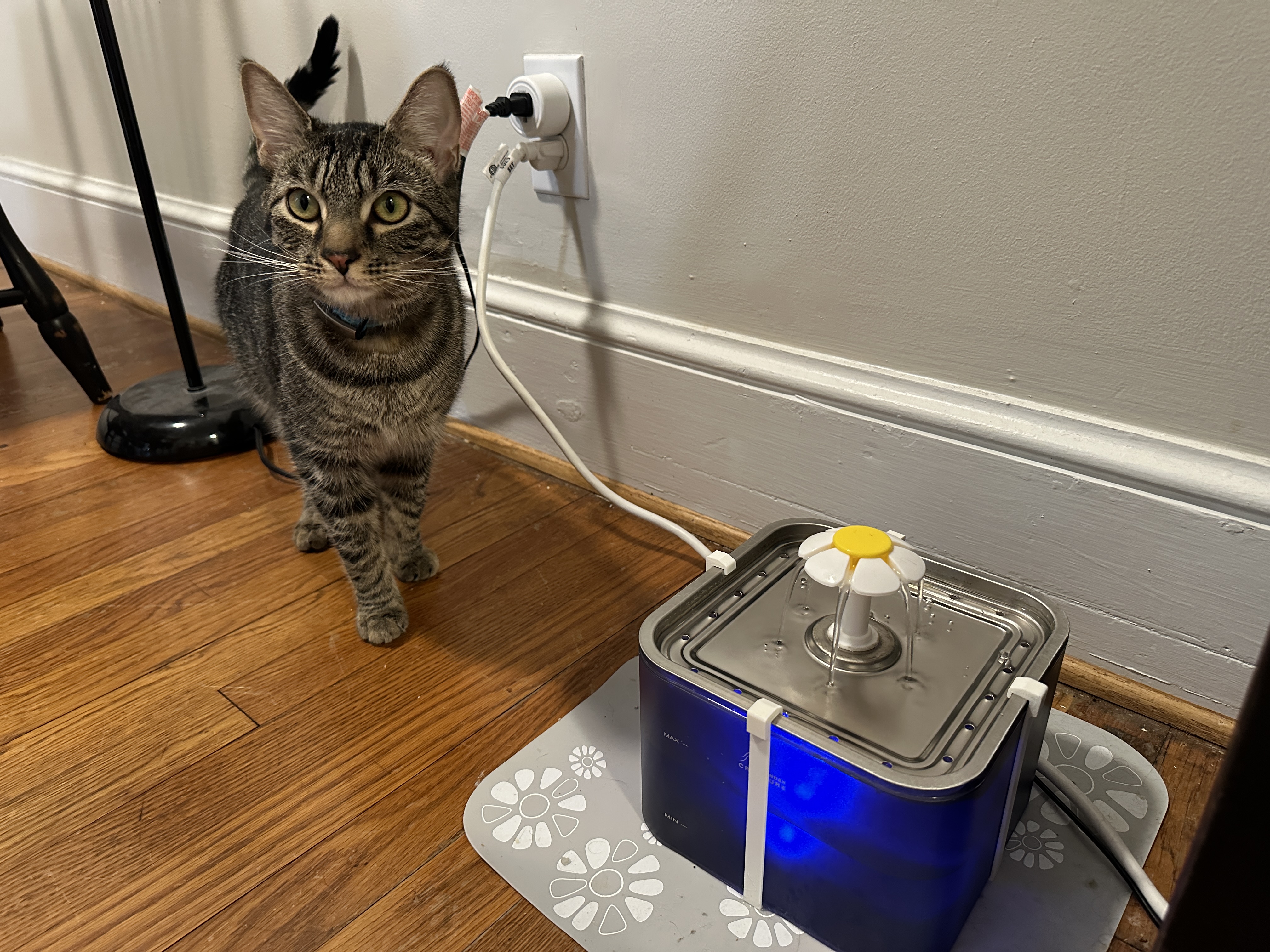 Cat water fountain clip
