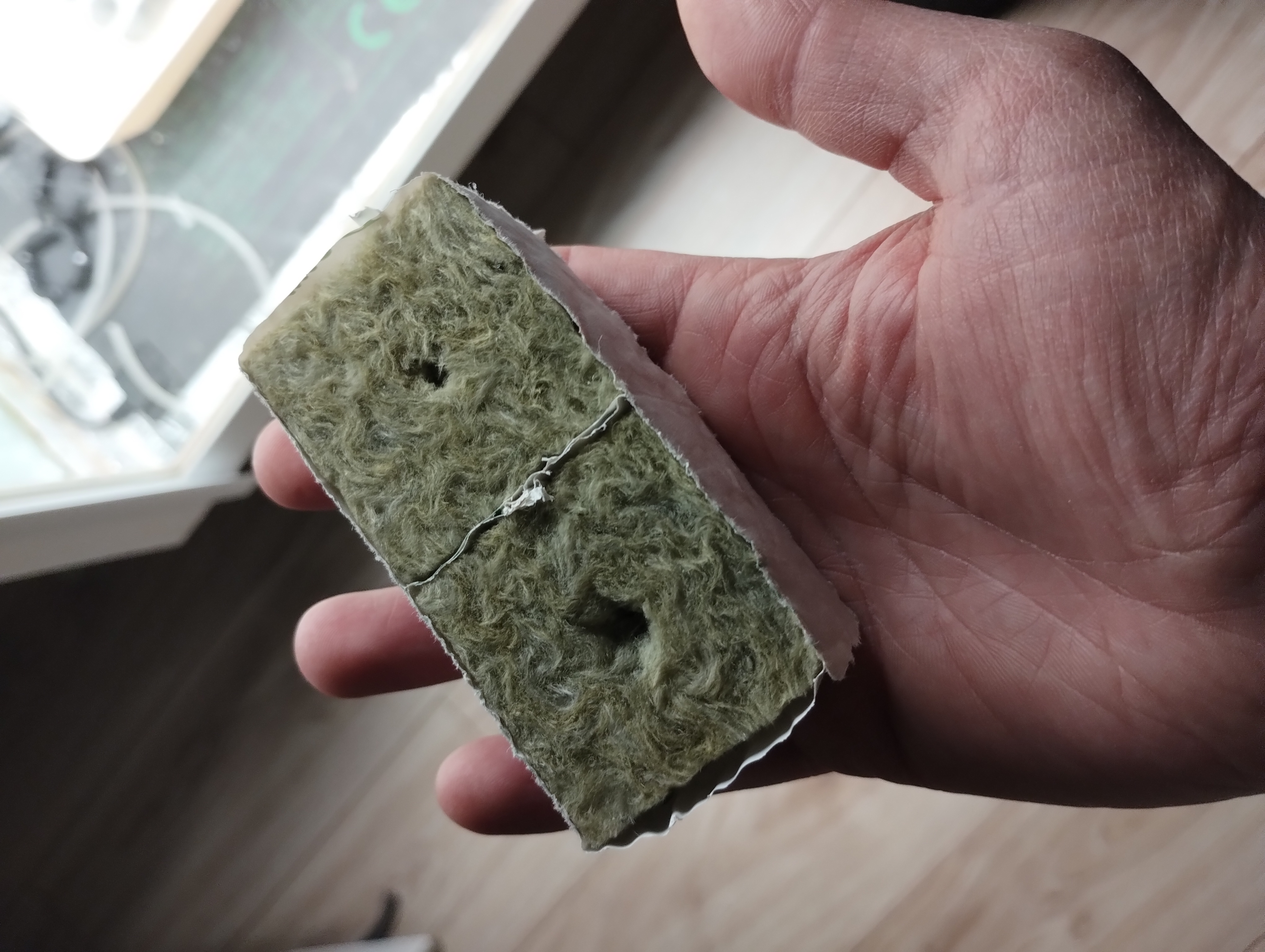 Seedlings tray for rockwool cube - photo 2