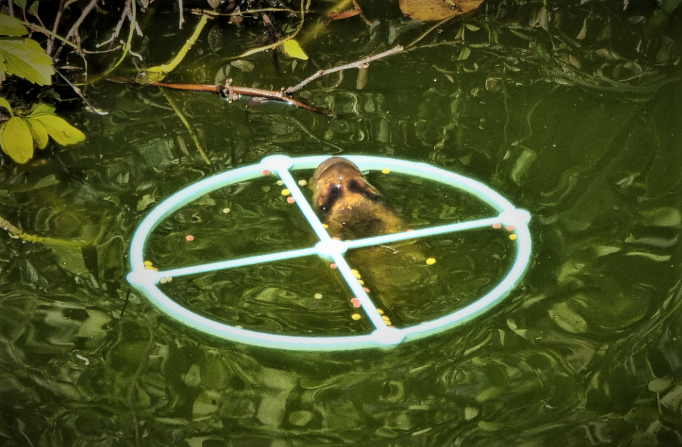 Fish feeder for garden ponds - clean ponds - yes please :)