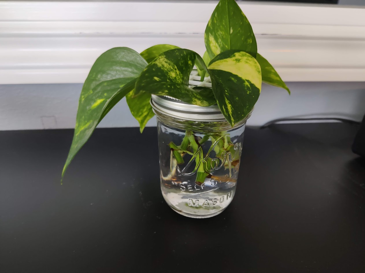 Plant Propagation Lid for Mason Jar