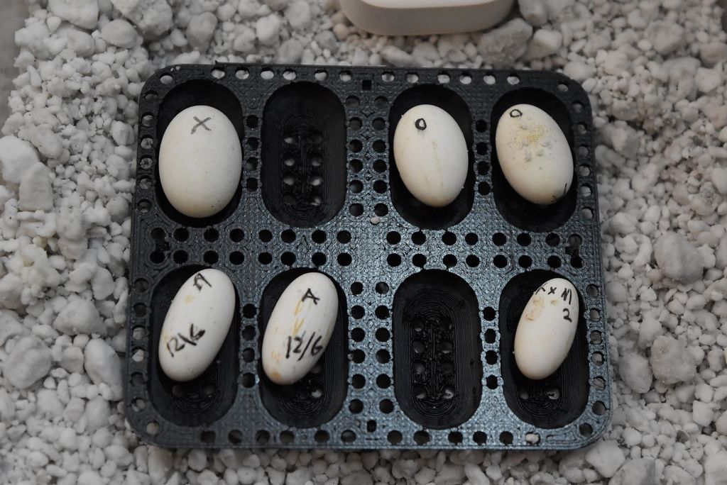 Gecko egg incubation tray - photo 3