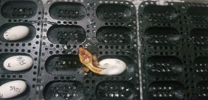 Gecko egg incubation tray - photo 4