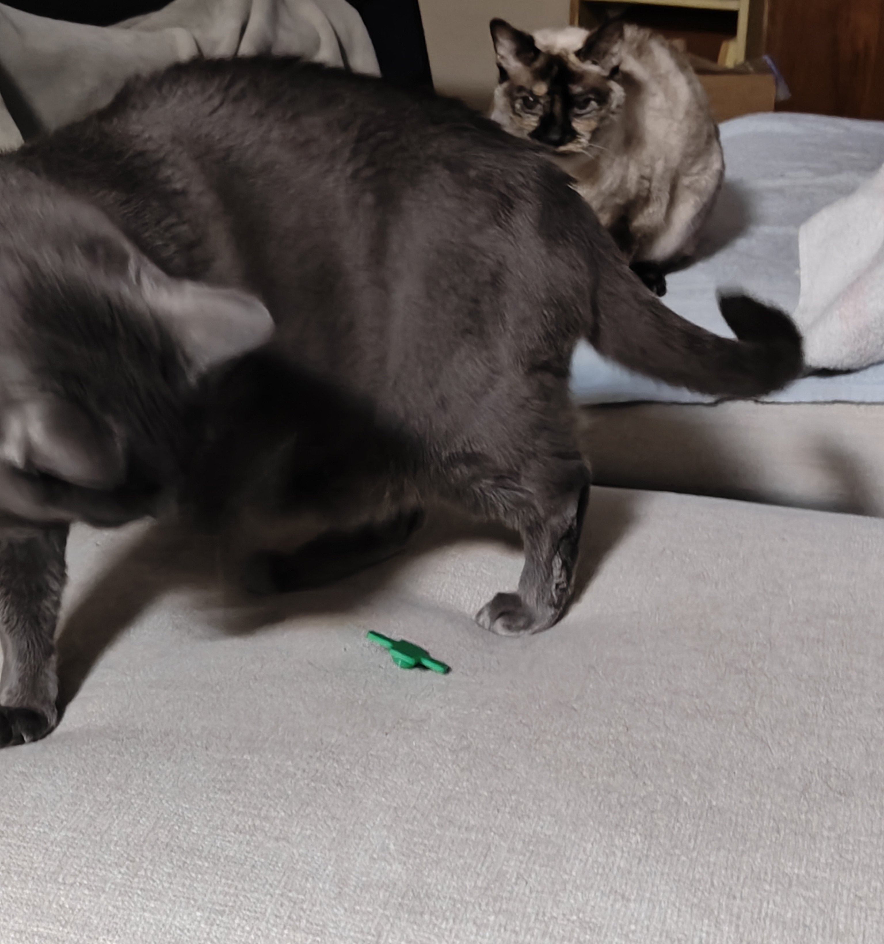 Cat Toy - Swat Top by kuriger9 - photo 4