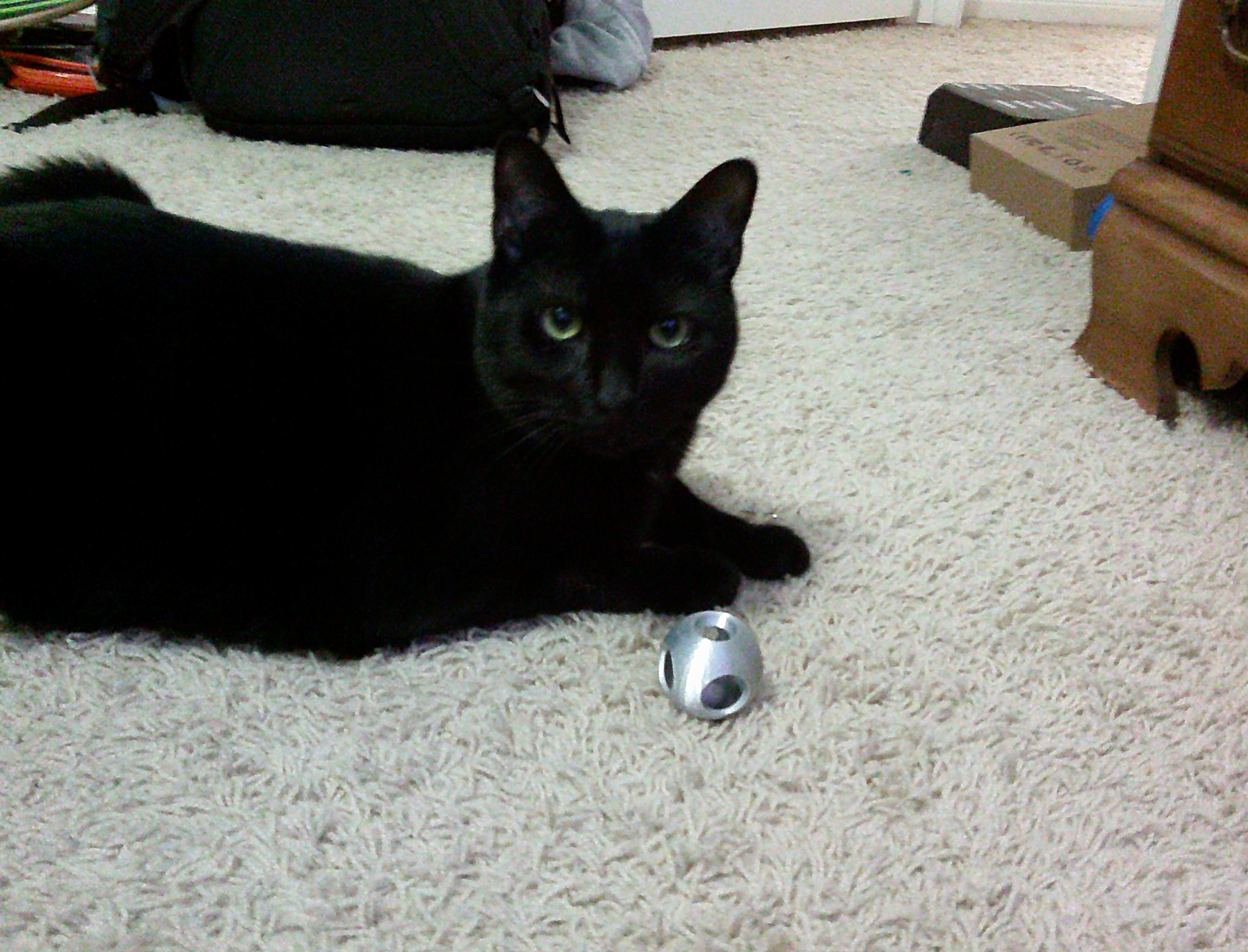 Print In Place Cat Toy