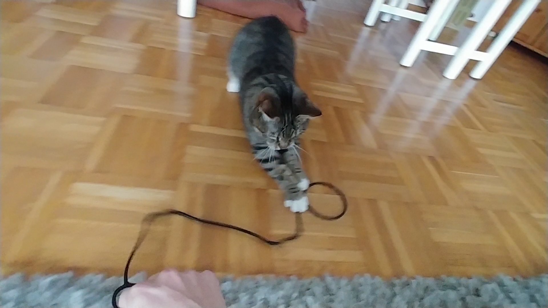 cat toy (flexible)