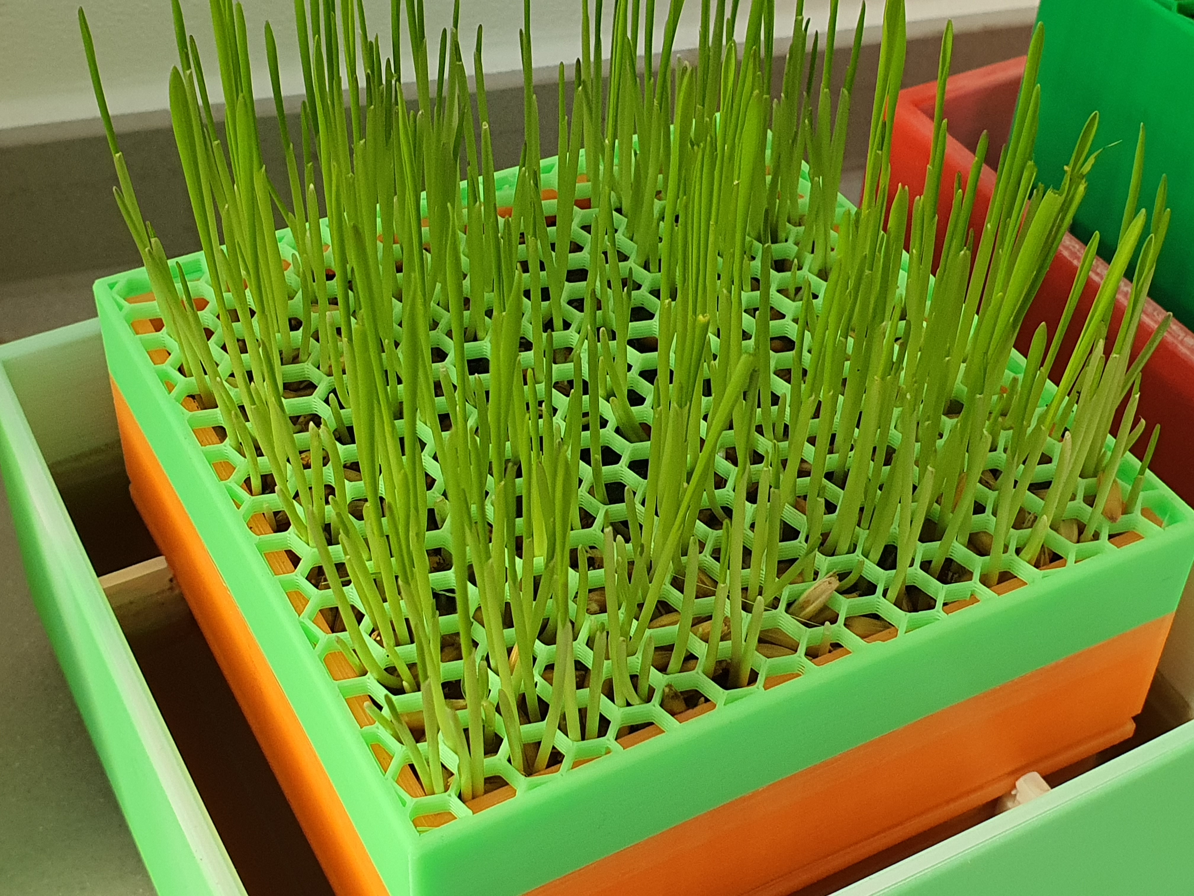 Cat Grass Planter - photo 2