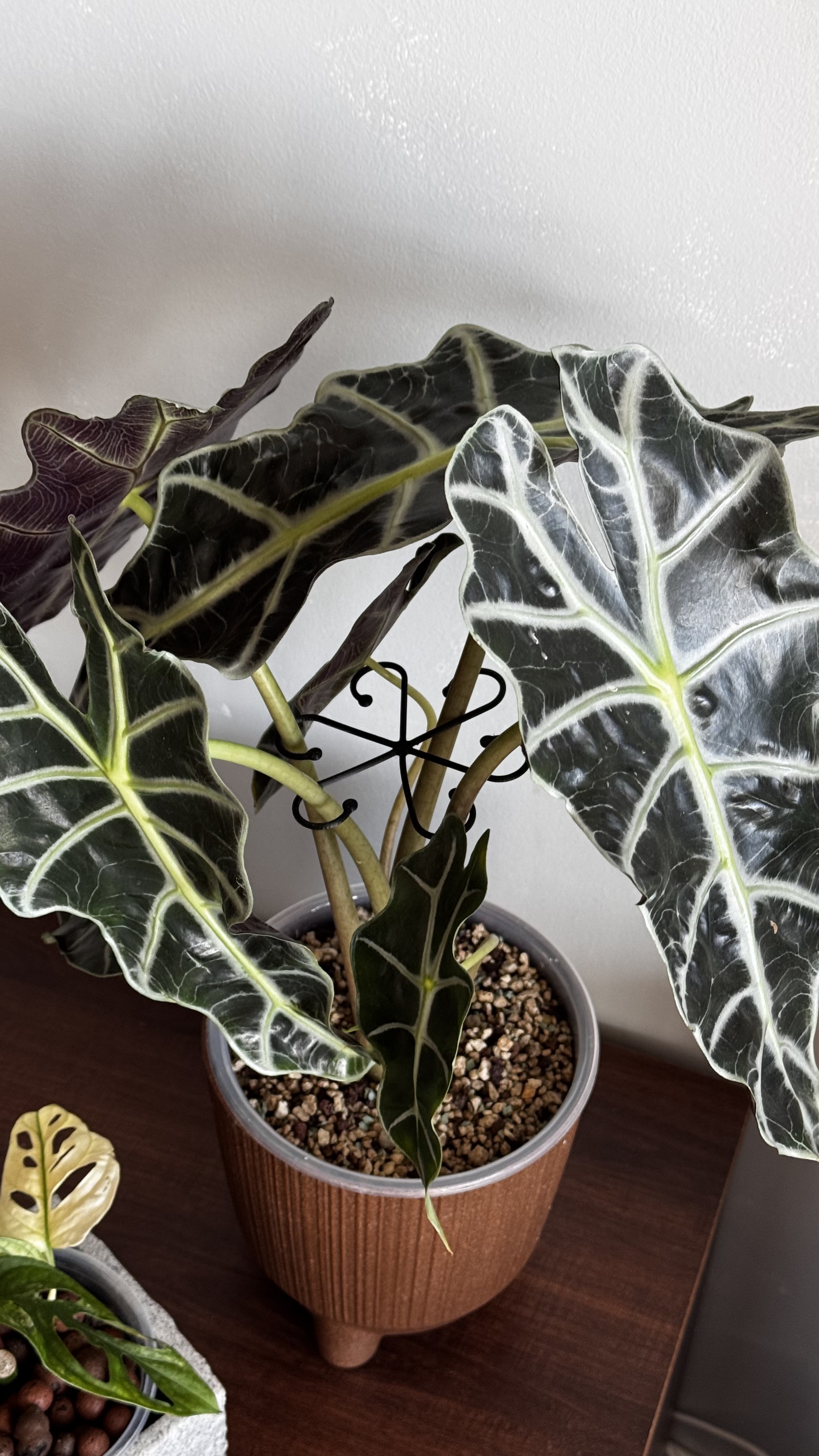 Octopus Plant Clip - photo 2