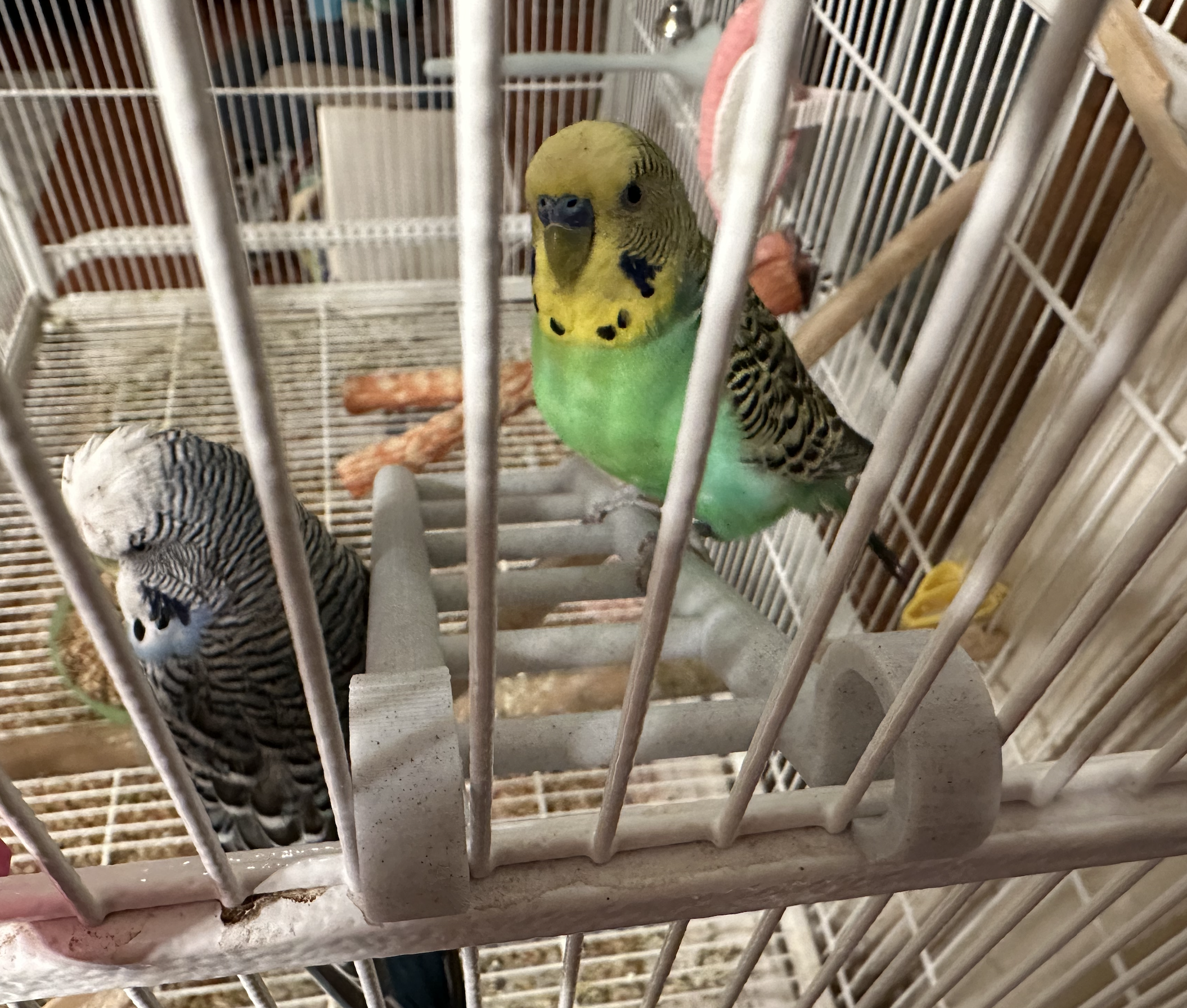 Parakeet Bird Toy Ladder - photo 3