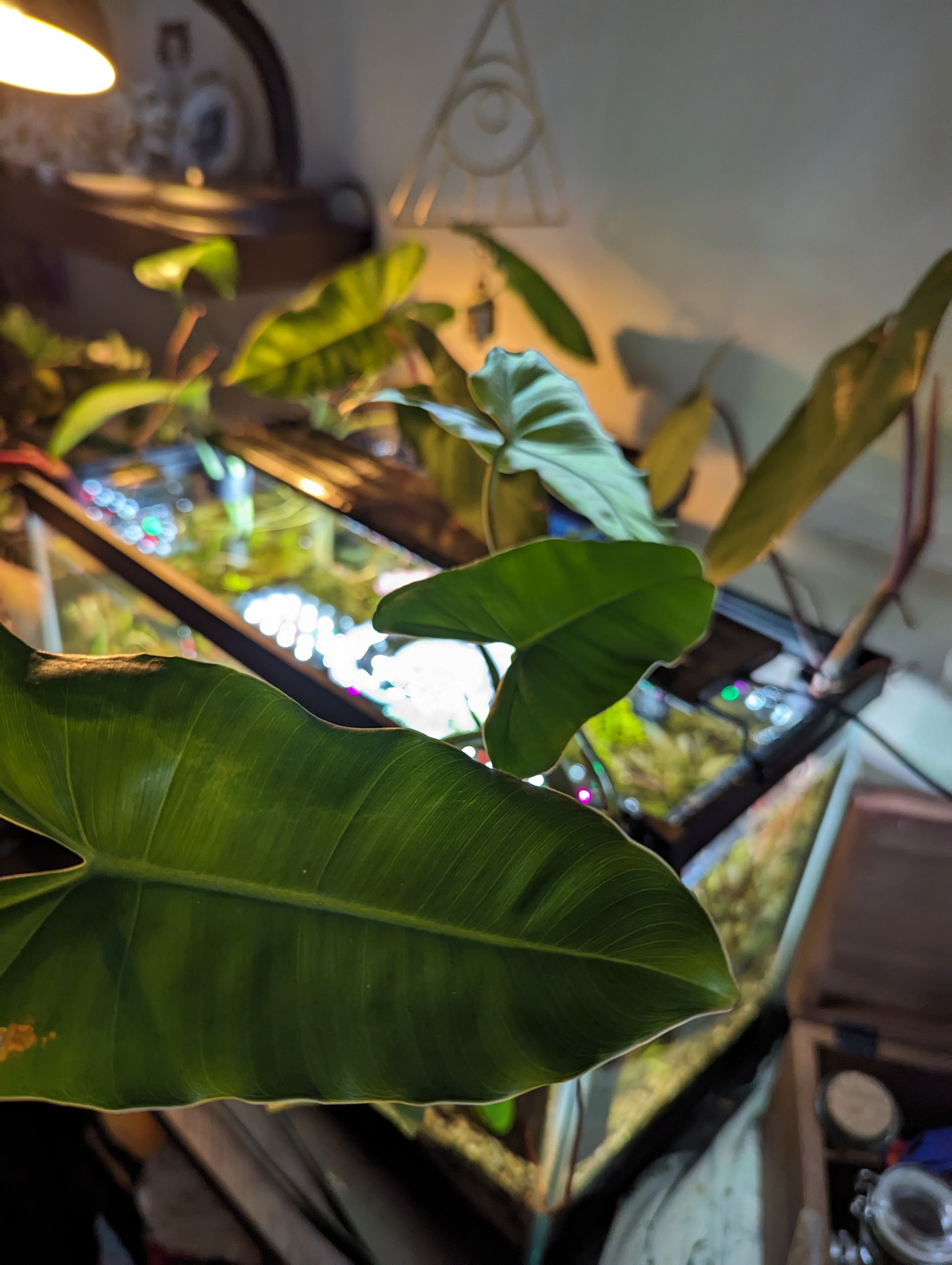Aquarium Plant Clip - photo 3