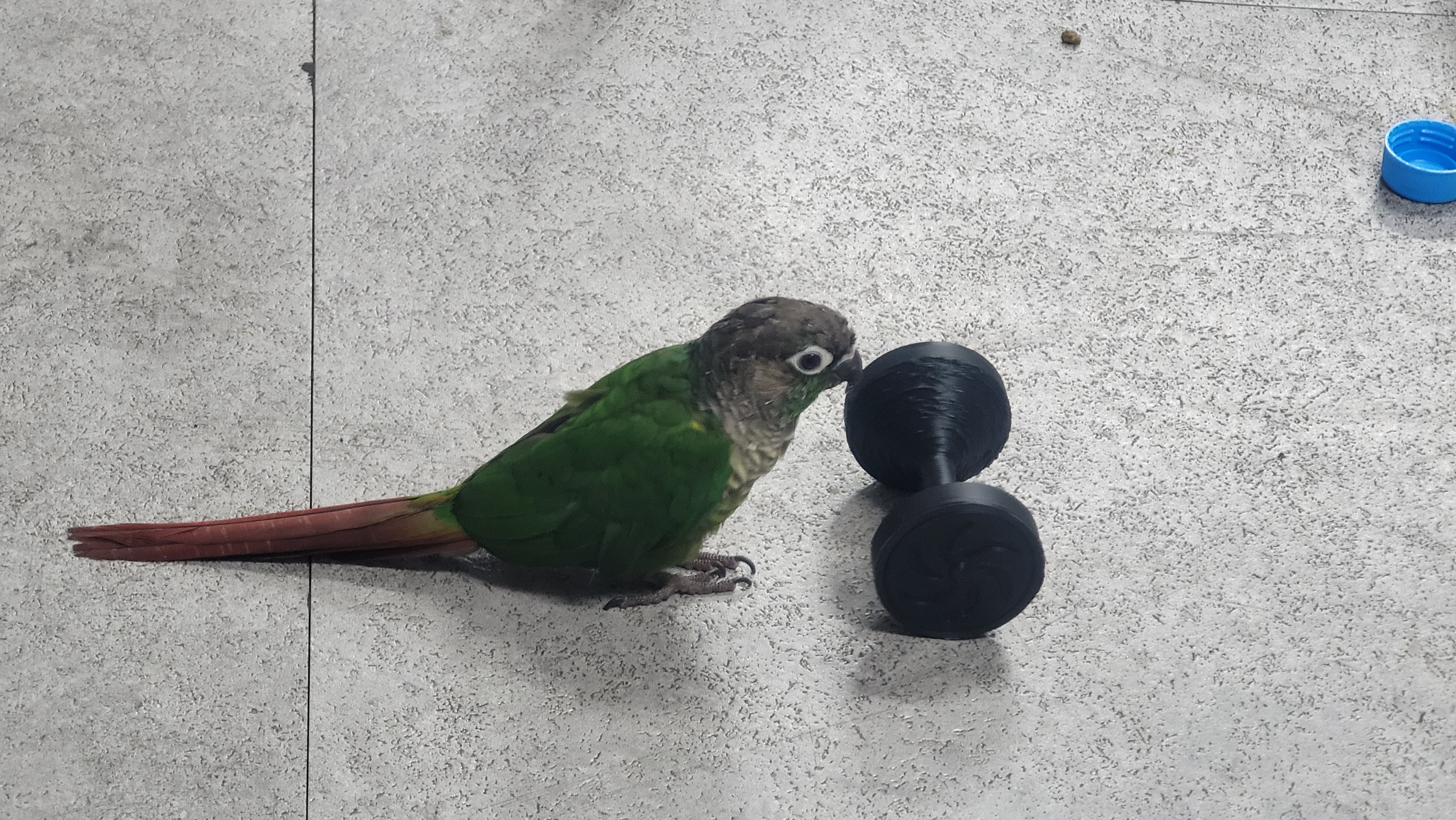 Parrot toy " Big dumbbell " - photo 3