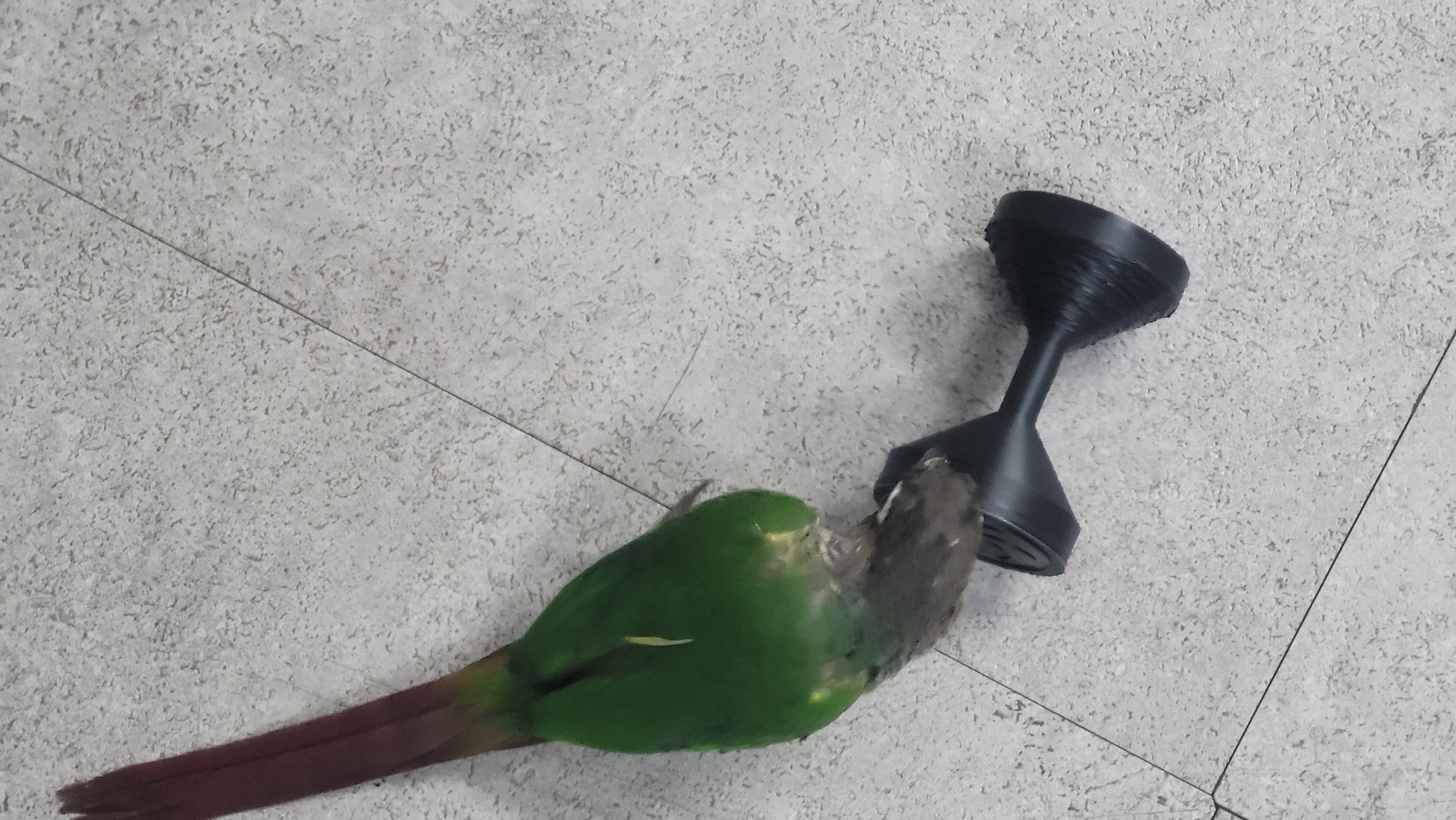 Parrot toy " Big dumbbell " - photo 4