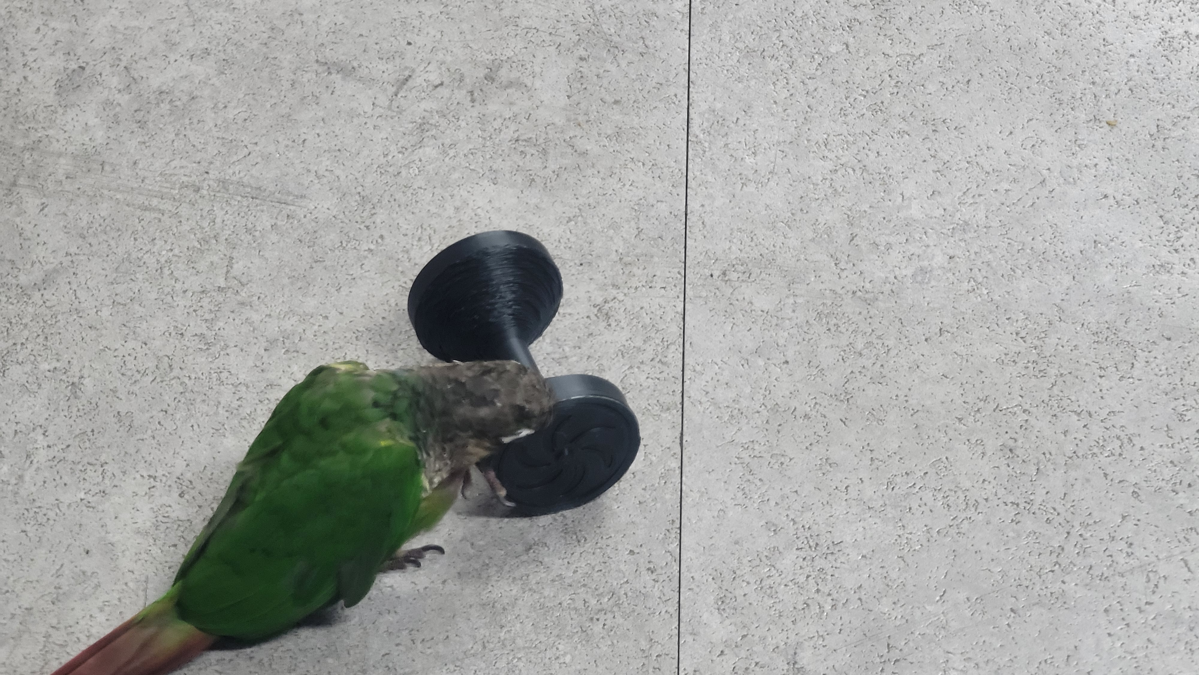 Parrot toy " Big dumbbell " - photo 2